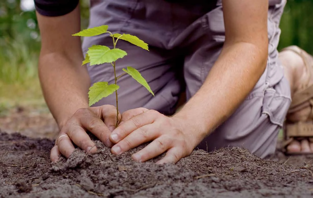 Hands planting a young tree in soil